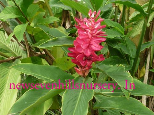 Indoor plants, Purity : Easy To Maintain, Enhances Landscapes