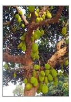 Jackfruit Plants