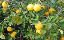 Lemon Plants