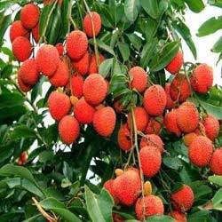 Litchi Plants