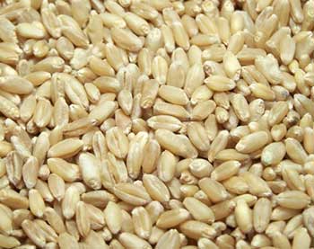 Wheat Grains