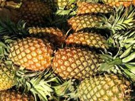 Fresh pineapple, Shelf Life : 3-5 Days