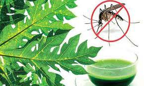 Papaya Leaf Extract Capsules