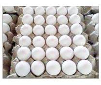 Shell Eggs