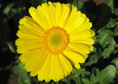 Gerbera Flower