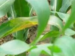 Neem Oil Botanical Pesticide for Agricultural