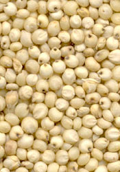 Sorghum Seeds, Packaging Size : 25Kg