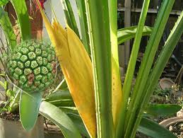 Pandanus Odoratissimus Kewra Oil