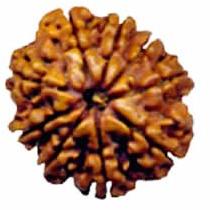 Indonesian Bead (9 Mukhi)