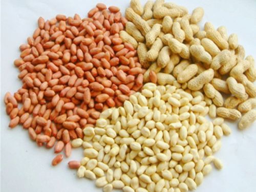 Commond Raw Peanuts Kernel, Packaging Type : 25 to 50 Kg. Jute Bag