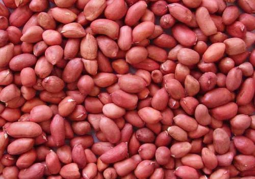 Groundnut seeds