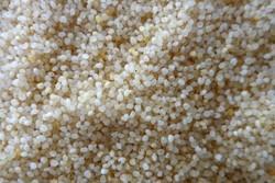 Hard Organic Samai Rice, For Cooking, Style : Dried