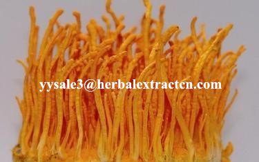 Cordyceps Sinensis Extract