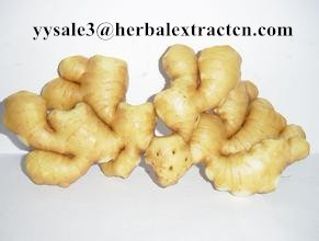 Ginger Root Extract