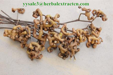 Japanese Raisin Tree Seed PE Oriental Raisin Tree Extract