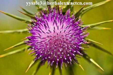 Milk Thistle Extract