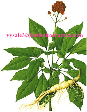 Panax Ginseng Extract