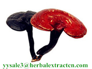 Reishi Mushroom Extract, Packaging Type : Yellow brown