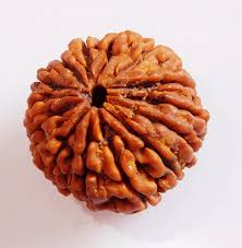 Rudraksha Beads