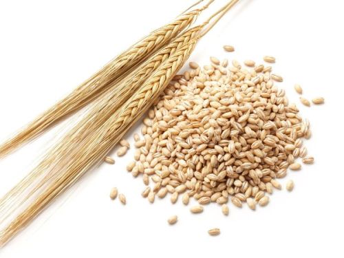Barley Grain