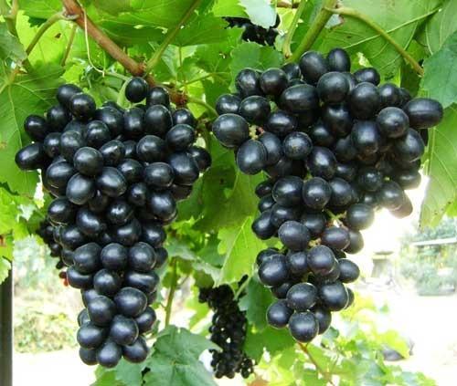 Organic Fresh Black Grapes, Packaging Size : 10-20kg