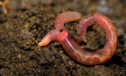 Earthworms
