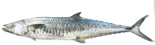 Tuna Liners Seer Fish, Packaging Type : 20 To 30 KG Per Box