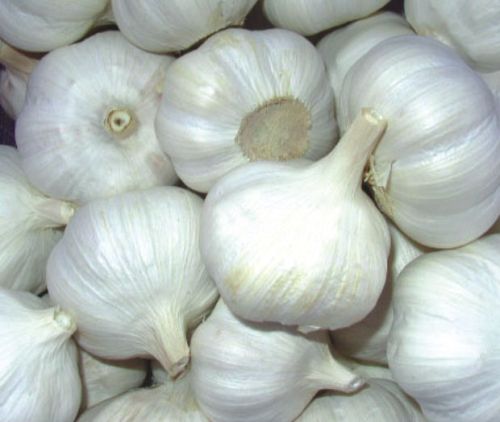 Fresh garlic, Application : Snacks, Fast Food, Cooking