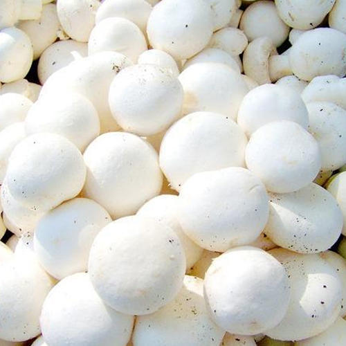 Fresh Button Mushroom, Color : White