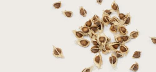 Drumsticks Seeds (moringa Seeds)