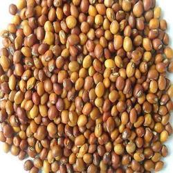 Pigeon Pea Seeds