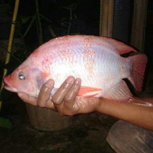 Red Tilapia Fish Seeds