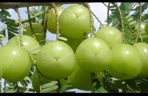 Indian Gooseberry, Form : Fruit, Bark.