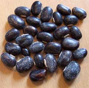 Velvet Beans, Form : Black Seed White Seeds