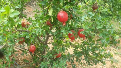 Organic Bhagwa Pomegranates