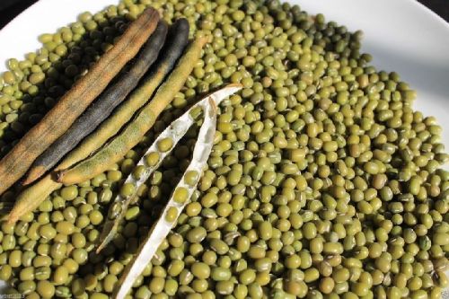 Organic Green Mung Bean