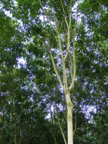 Natural Rubber Cup Lump, Thickness : 0.5mm, 3mm, 4mm, 5mm