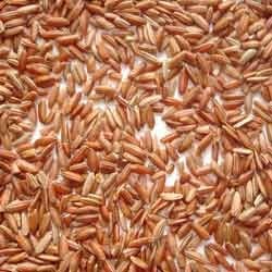 Red Motta Paddy Rice