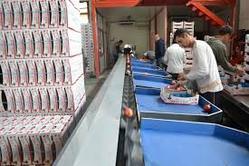 Fruit Grading Processing & Packaging Line, Certification : ISO Certified