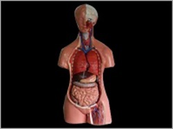 Human Torso Model With Removable Body Parts