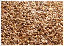 Barley Malt