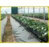 Coco Peat Grow Bags