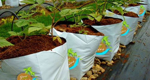 Cocopeat Opentop Growbags