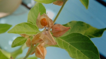 Ashwagandha Herbs