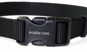 Educator Nylon Quick Snap Collar