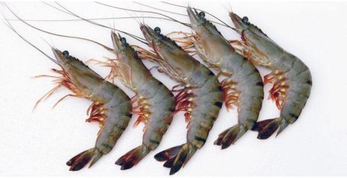 Black Tiger Shrimp