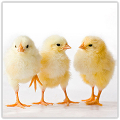 Poultry Feeds