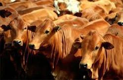 Poultryl Growth Promoter Supplement