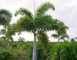 Foxtail Palm Plants