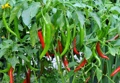 Ananya 333 Hybrid Chilli Seeds
